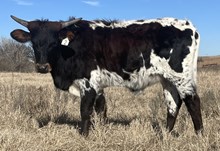 002/5 GIT ROYAL 38/8 X JT X STR