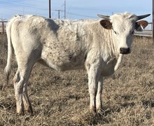 004/5 BUBBAS SUPER SWEET 19/4 X BB