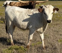 004/5 BUBBAS SUPER SWEET 19/4 X BB