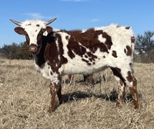 006/5 TEMPTRESS X CW