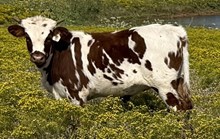 006/5 TEMPTRESS X CW