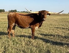 007/3 CLEAR SHADOW 90/5 X EXP