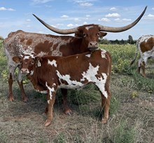 008/5 MISS LITTLE BIGHORN 71/1 X BB