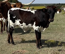 009/5 DAYTIME JAM 42/6 X EXP X 240/2