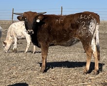 010/2 SHOCKING SWEET SISTER 55/3 X HR