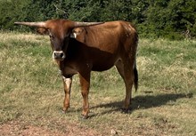 010/2 SHOCKING SWEET SISTER 55/3 X HR