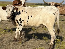 010/5 TCC PEPPERMINT TWIST X BB