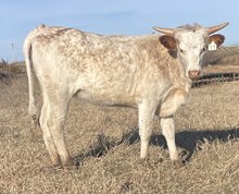 011/5 JAMMIN CHIC 7/7 X BB