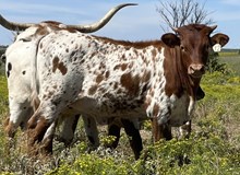 012/5 RESPECT A LADY 78/7 X CW