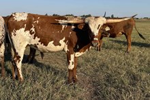 013/3 PANDORAS SHADOW 10/9 X COM