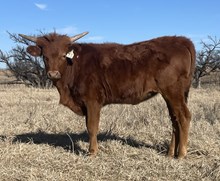 015/5 NO TEMPTING 81/7 X STR