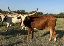 017/3 FRANCES MARENGO 52/8 X COM