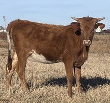 017/5 IRON BOX 40/4 X TUFF