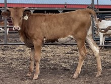 017/5 IRON BOX 40/4 X TUFF