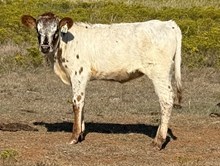 028/5 BLU DAWN X BH BLUE BOY