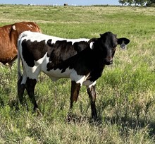 043/3 COWGIRL'S QUEEN 38/2 X HR