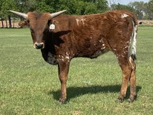 044/4 COWGIRL'S QUEEN 38/2 X HR