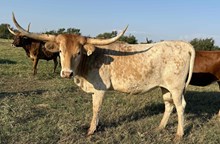 049/3 BH HIGHLIGHT 632 X STR