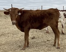 052/0 SHOCKING SWEET SISTER 55/3 X BTL