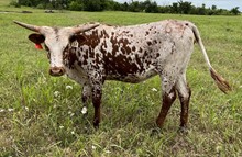 064/1 BUBBA'S LACE 62/4 X SJ