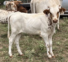 078/3 CASANOVA BELIEVER X SW 92/7 X EXP