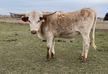 087/1 GIDDY UP ALLEN 74/8 X HI