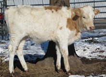 Yellow Lady/Rende heifer