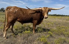 116/2 TEMPTING TO WIN 35/4 X HR