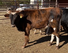 164/1 OIL QUEEN 99/7 X JT