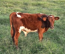 GG Crown Bull Calf