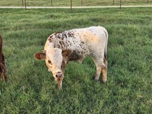 Rio Fancy Bull Calf