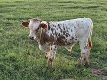 Royal Edition Bull Calf