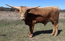 240/2 MARKED CROWN X BULLUCHI