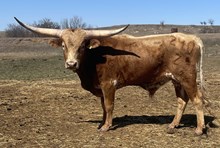 240/2 MARKED CROWN X BULLUCHI