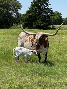 DIAMOND REFLECTION BULL