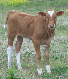 Dolly's Heifer