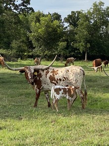 MML DIAMOND REFLECTION STEER