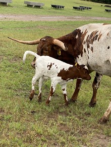 MML BOSS LADY STEER