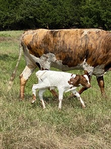 MML JACKPOT LOVE TARI STEER