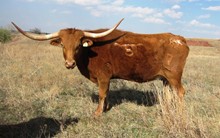 BETSY 4 BEAUTY 42/7
