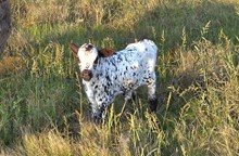 Bubba Star Calf
