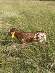 MML COWGIRL RED STEER