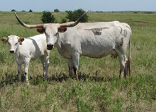 GCC COWGIRL BLUE 70/8