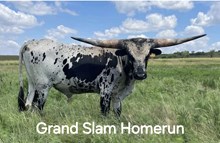 Grand Slam Homerun