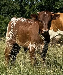 Belle Star x SBL Oklahoma Hombre