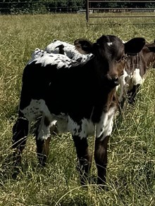 Lady Not Gaga x TL Revival