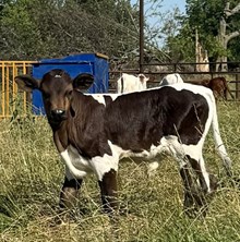 Black Maiden x Revival