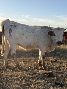 SPR Teton Rebel Shot