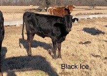 Black Ice 18