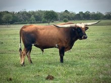 High Plains Drifter BCR 280